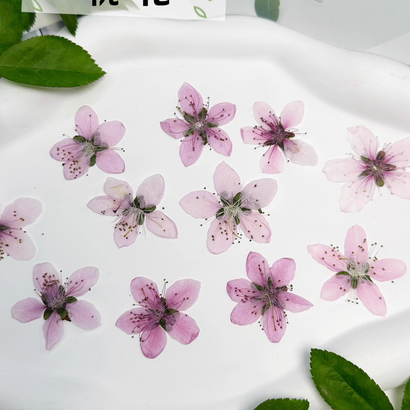 12 szt., naturalne suszone kwi – Case Fans recenzja i cena
